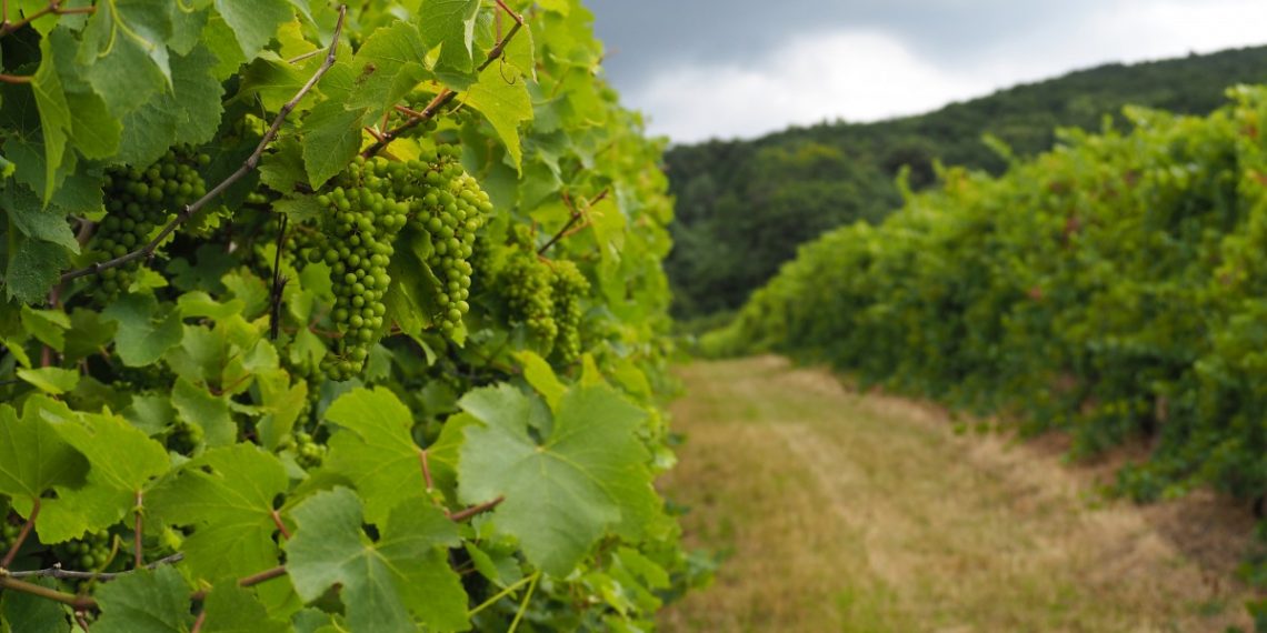 Kvíz - Malokarpatské múzeum v Pezinku